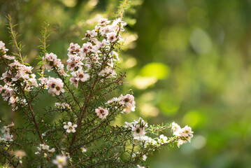 Fresh Manuka flowers on nature background.