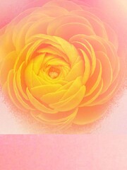 Fototapeta na wymiar Modern blur pastel pink yellow floral luxury decorative background with roses web template romantic gift fashion decoration invitation celebration card design