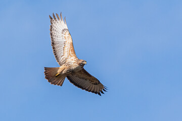 buzzard in flight