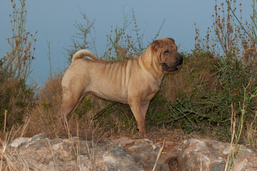 Portrait head of shar pei purebred dog brown color in the field with blue sky background