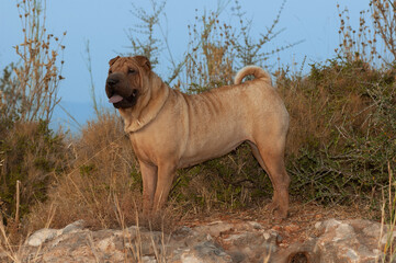 Portrait head of shar pei purebred dog brown color in the field with blue sky background