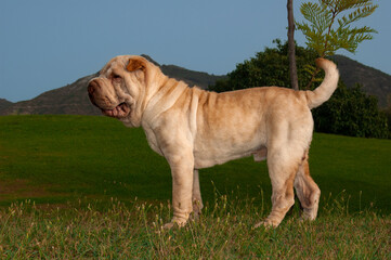 Portrait head of shar pei purebred dog sand color in the field with blue sky background