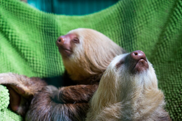 baby sloth in the rescue center in costarica © Marek