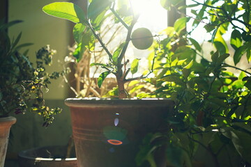 Citrus tree and other mediterranean plants (fig, oleander) placed in the cellar for overwintering.