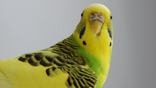 Yellow wavy parakeet slightly flaps its wings, then turns its head towards the camera and then turns away. High quality 4k footage