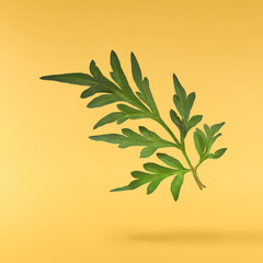 Beautiful orange cosmos flower