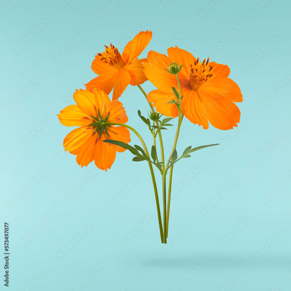 Wall mural beautiful orange cosmos flower