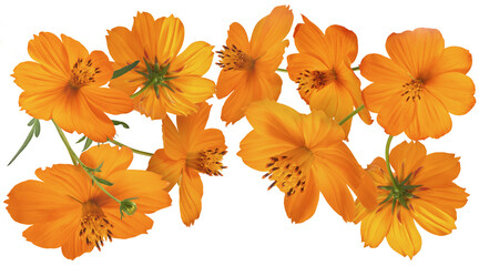 Beautiful orange cosmos flower