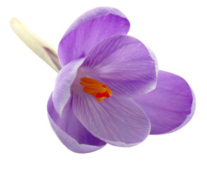 Saffron crocus flower - 573497485