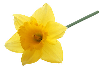 Flower daffodil