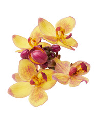 Obraz na płótnie Canvas Yellow orchid, Philippine ground orchid, Tropical flowers isolated on white background, with clipping path