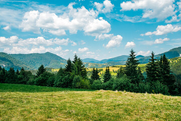 Green glade near coniferous trees on the background of a mountain landscape. The sky is blue with clouds. Beautiful nature, peace and harmony.