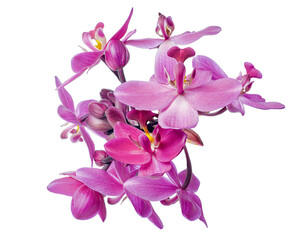 Purple orchid, Philippine ground orchid, Tropical flowers isolated on white background, with clipping path                               