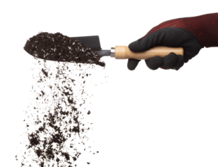 Soil dirt white rice mix in garden shovel hand glove, Rice soil fertilizer abstract cloud fly. Soil mix jasmine rice planting splash stop in air. white background isolated high speed freeze motion