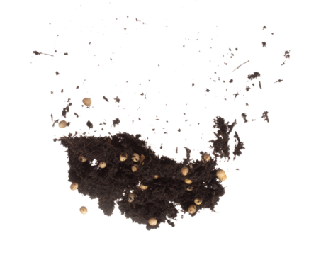 Soil dirt Soy bean mix flying explosion, Soybean soil fertilizer abstract cloud fly. Soil mix soy bean planting splash stop in air. white background isolated high speed freeze motion