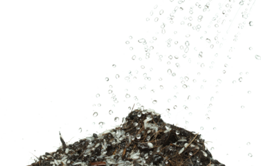 Water shower rain into jasmine rice with fertilizer soil for planting. Pouring water to growth japanese jasmine white rice in black soil. white background isolated high speed freeze motion