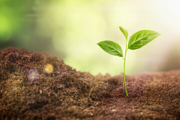 Fototapeta premium young sprout growing outdoors in the sun