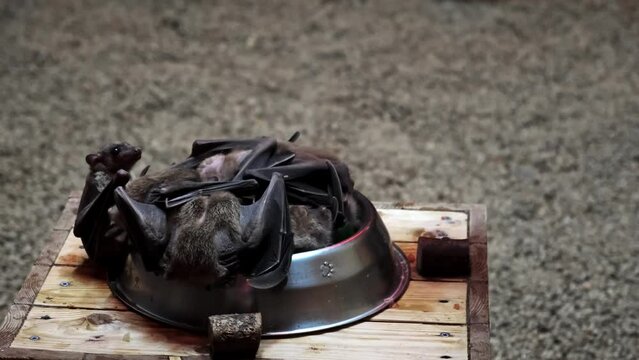 A lot of bats are sitting and eating the watermelon in bowl in the zoo close-up. Flying bat. The brown Egyptian flying dog. Hunting. Concept of hungry competition and fight of animals for food. 4K.