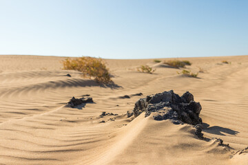 Fototapeta na wymiar Beautiful desert landscape of a white sand beach, with desert plants and rocks. Fuerteventura, Canary Islands, Spain