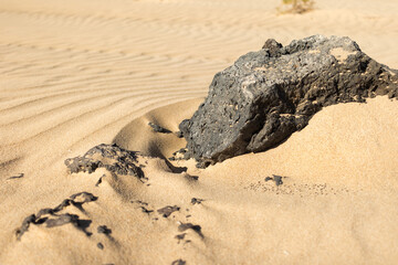 Beautiful desert landscape of a white sand beach, with desert plants and a volcanic rock. Fuerteventura, Canary Islands, Spain