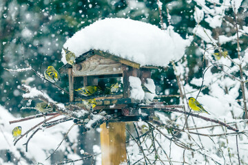 Fink Schwarm frisst am schneebedeckten Futterhaus bei starkem Schneefall  - obrazy, fototapety, plakaty