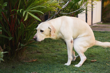 Labrador retriever during pooing on grass. Dog feces in public park.