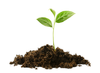 sprout in a pile of soil on a white isolated background