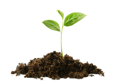sprout in a pile of soil on a white isolated background