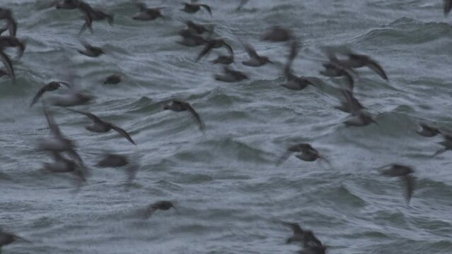 Flock of wading birds on the shoreline after roosting dunlin on the water as wild animals and endangered bird   England UK 4K