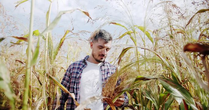 Business agriculture harvesting concept. quality control green sorghum farm. green wheat crop germ agriculture industry. Young farmer walk on field agriculture. Concept of agribusiness.