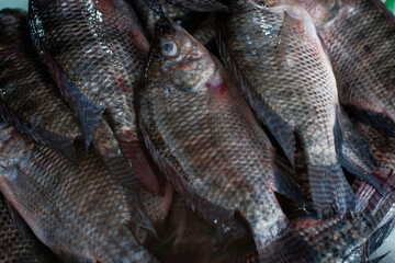 Fresh tilapia fish are sold in traditional markets