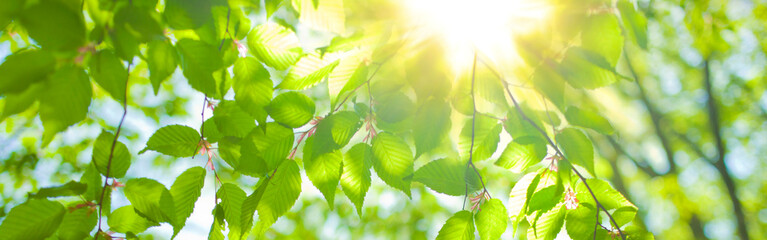  banner image of green leaves
