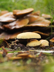 mushrooms on the stump