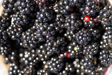 Foraging blackberries and berries in a white bowl in the wild in tasmania australia.