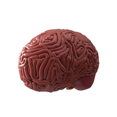 3D render of human internal organ brain
