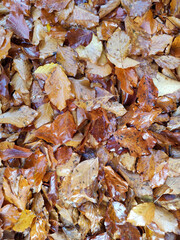 fall background with autumn leaves. autumnal plane tree leaf in the puddle with water