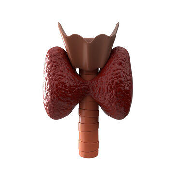 3D render of human internal organ Thyroid