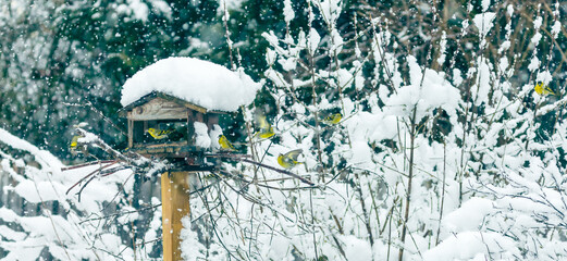 Gruppe von  Vogel  am schneebedeckten Futterhaus, starker Schneefall - obrazy, fototapety, plakaty