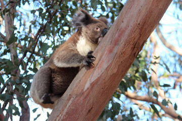 wild koala at kangaroo island (australia)