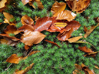 fall background with autumn leaves. autumnal leaf on wet green grass