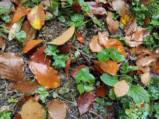 fall background with autumn leaves. autumnal leaf on wet green grass