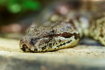 Dumeril's boa, (Acrantophis dumerili), big non venomous endemic snake in the family Boidae on the...