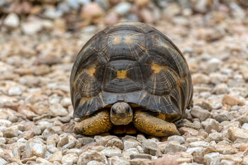 Radiated tortoise (Astrochelys radiata), critically endangered endemic turtle species in the family Testudinidae. Antsirabe, Madagascar wildlife animal
