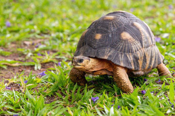 Radiated tortoise (Astrochelys radiata), critically endangered endemic turtle species in the family...