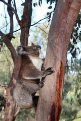 wild koala at kangaroo island (australia)