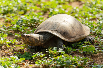 Madagascan big-headed turtle (Erymnochelys madagascariensis). Endemic turtle native to the waters of permanent slow moving rivers and lakes. Miandrivazo, Madagascar wildlife animal
