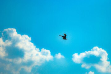 Mouette