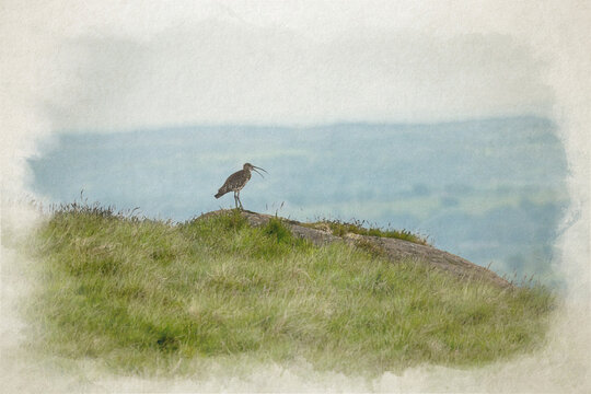 Eurasian Curlew, or common curlew digital water colour painting on the Staffordshire moors.