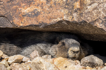 Marmot hiding in rocks and looking alert.