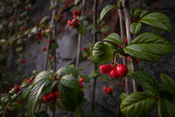 A ivy bush plants with lots of red berries on branches, autumnal background. Close-up colorful autumn wild bushes with red berries in the park; shallow depth of field